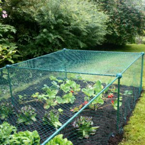 Fruit Cages - Build-a-Cages - Frame Only Cages - Build-a-Cage Fruit Cage - Frame Only (0.625m high)