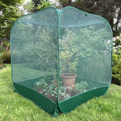 Fruit Cages - Pop Up Cages - Net Cages - Pop n Grow Fruit Cage & Brassica Guard 1m x 1.35m