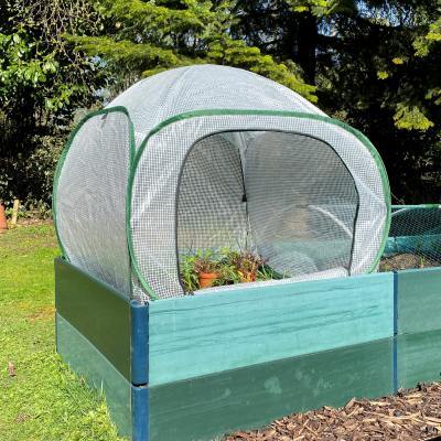 Pop Up Fruit Cages – Poly Cages - Pop-Up Poly Cage – 1m x 1m x 0.75m high